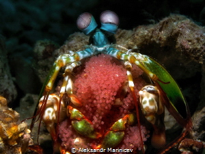 Peacock Mantis Shrimp
Romblon Island, Three P Beach and ... by Aleksandr Marinicev 